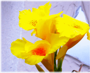 カンナ　黄色い花